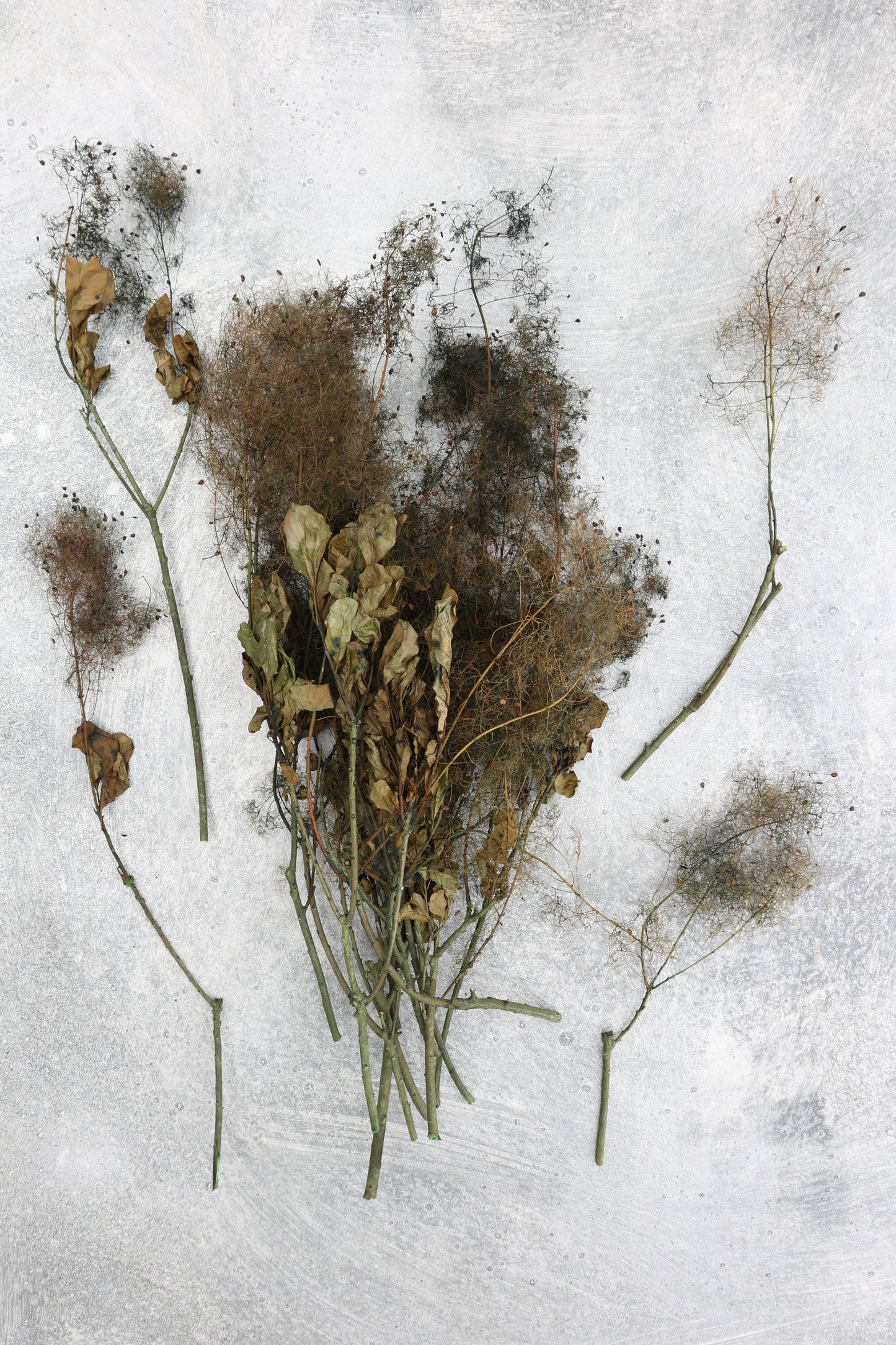 Preserved Smoke Bush
