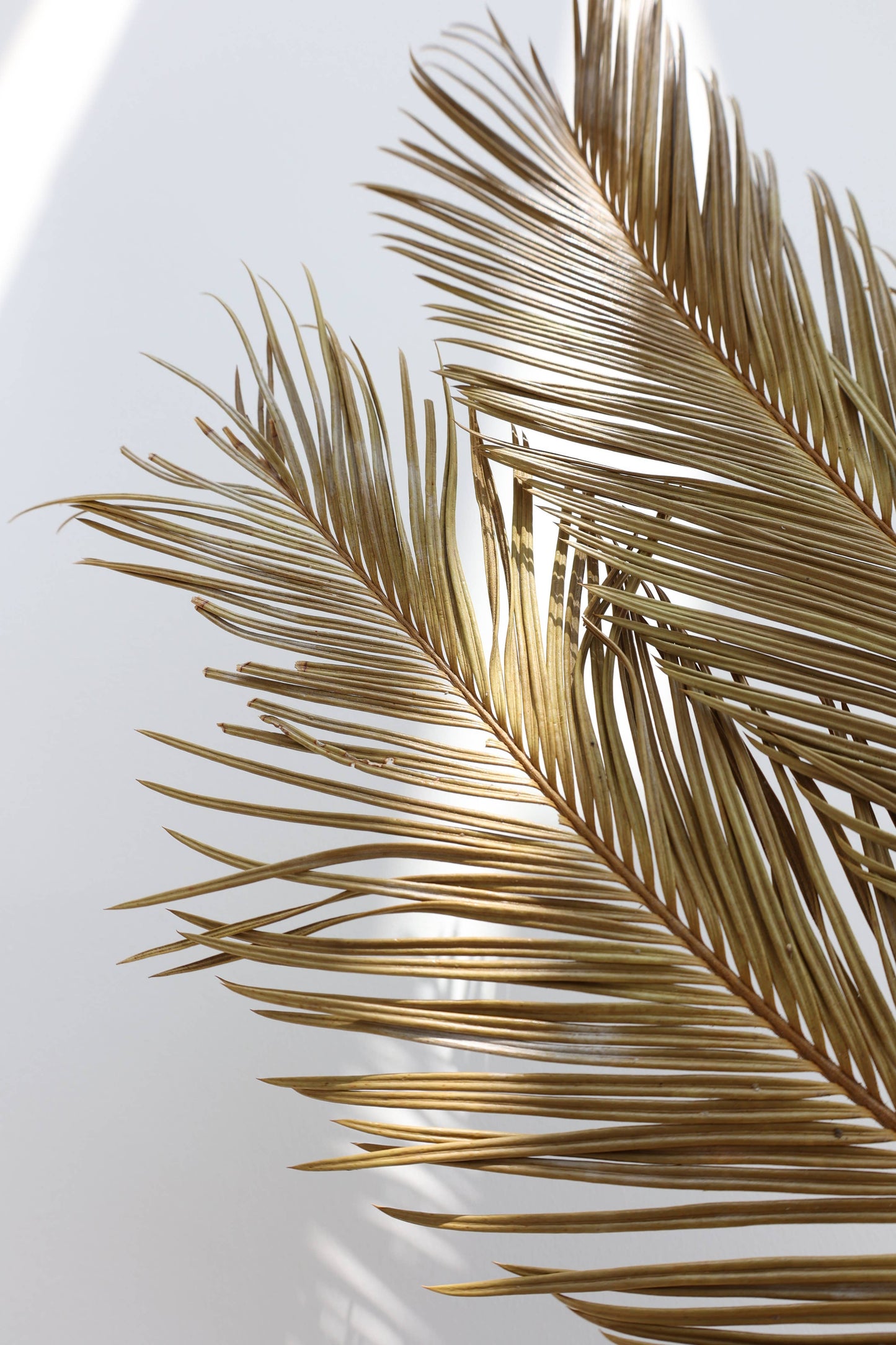Dried Sago Palm leaves