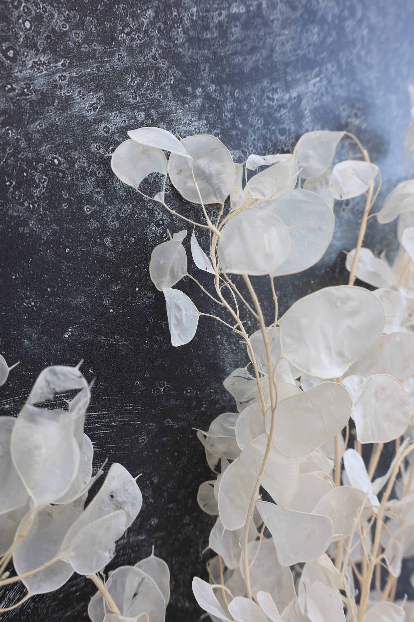 Dried Lunaria