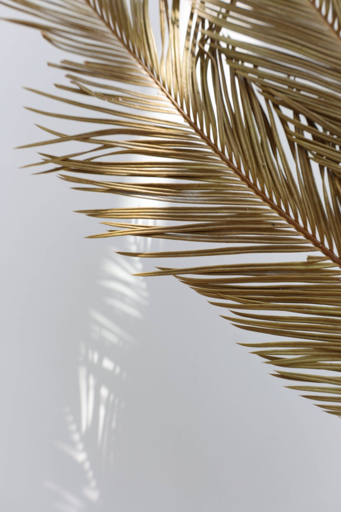 Dried Sago Palm leaves