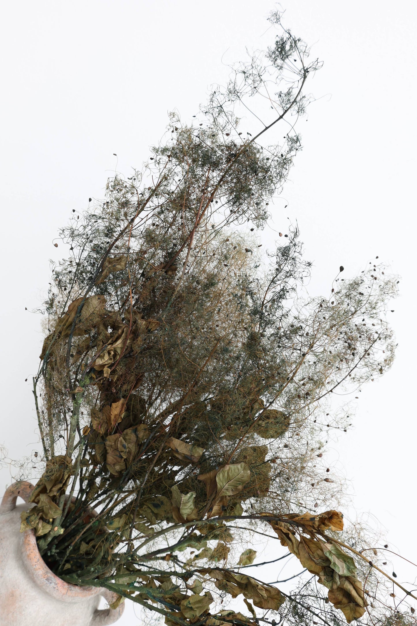Preserved Smoke Bush 