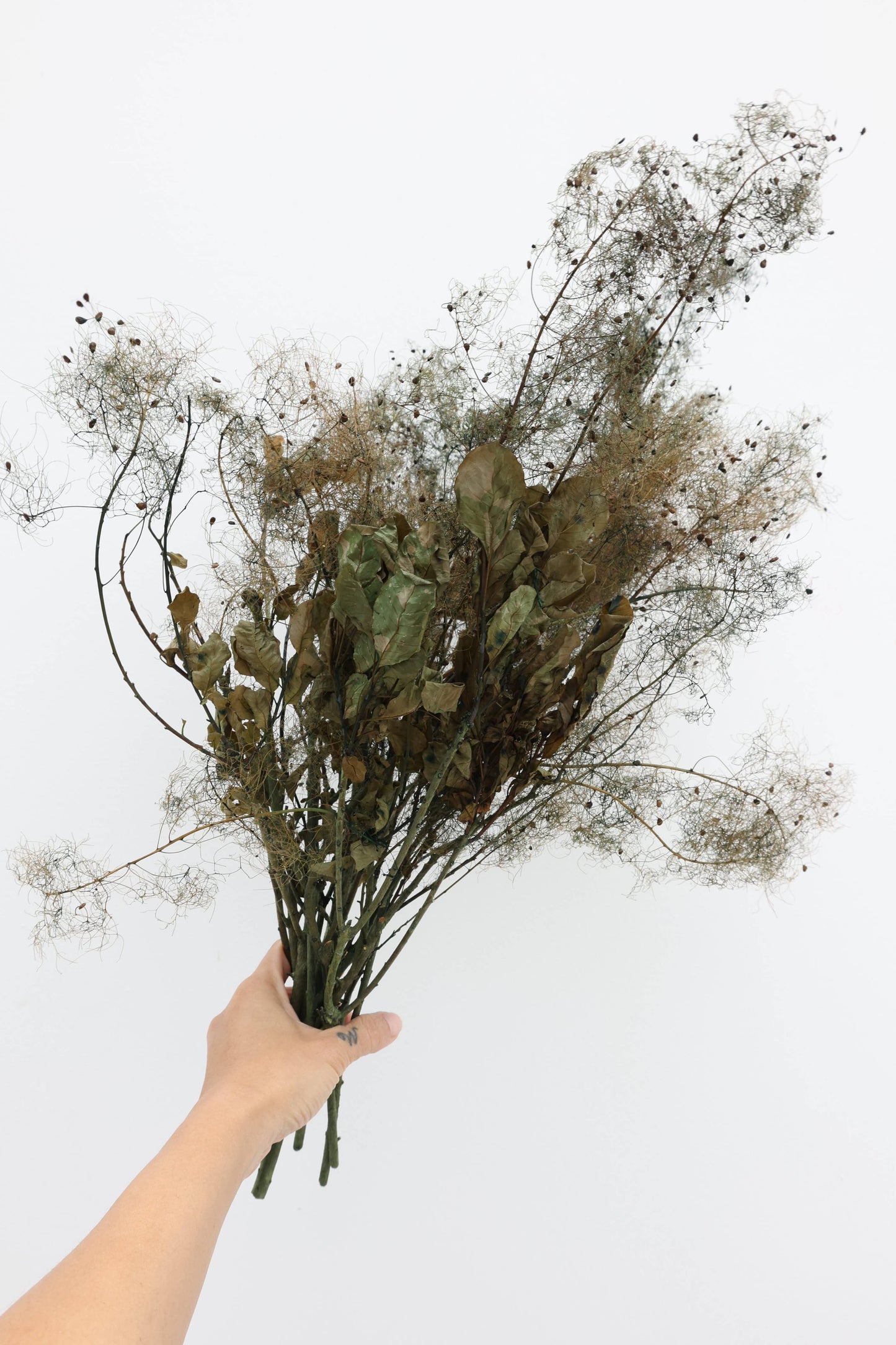 Preserved Smoke Bush 