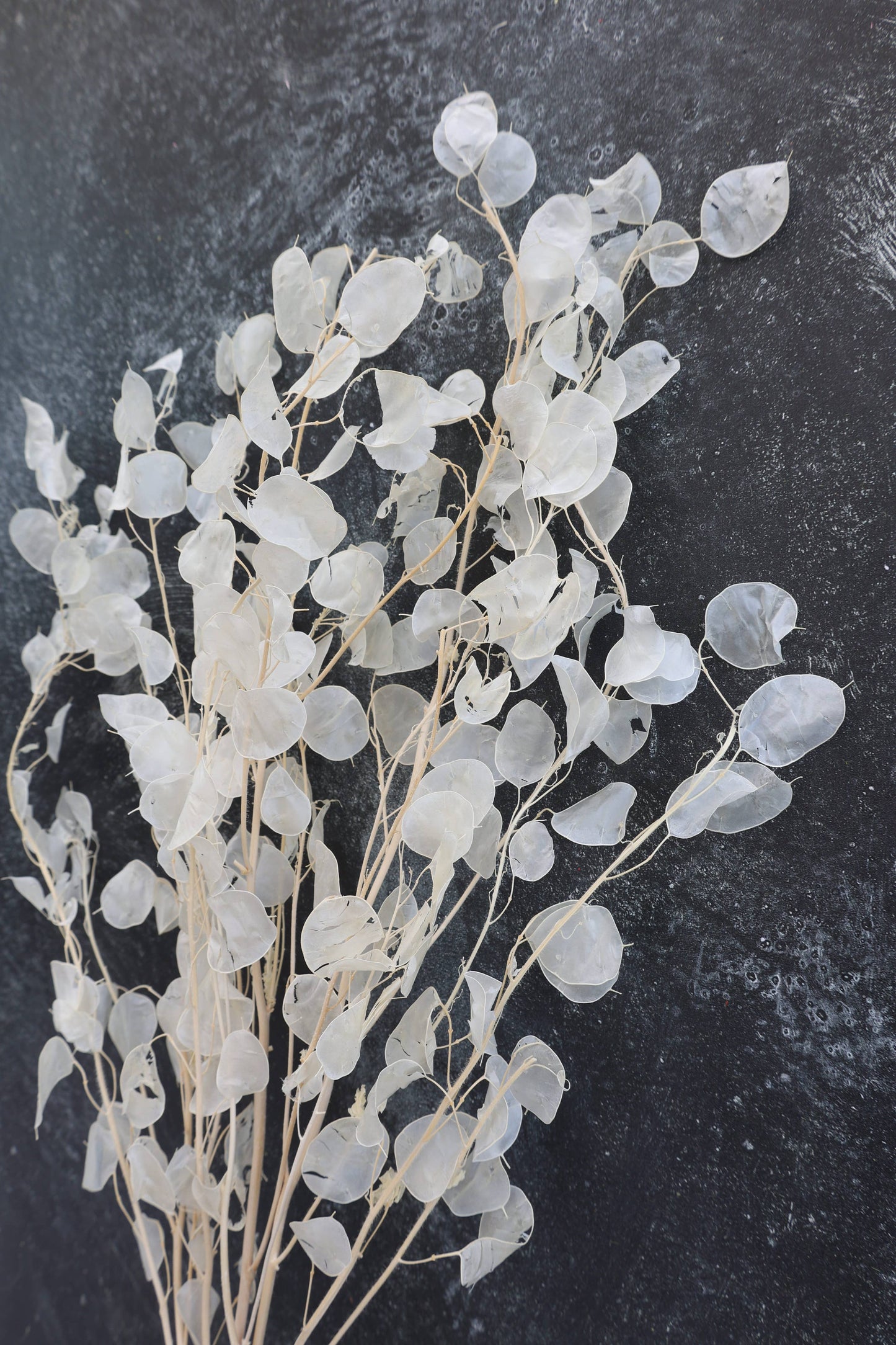 Dried Lunaria