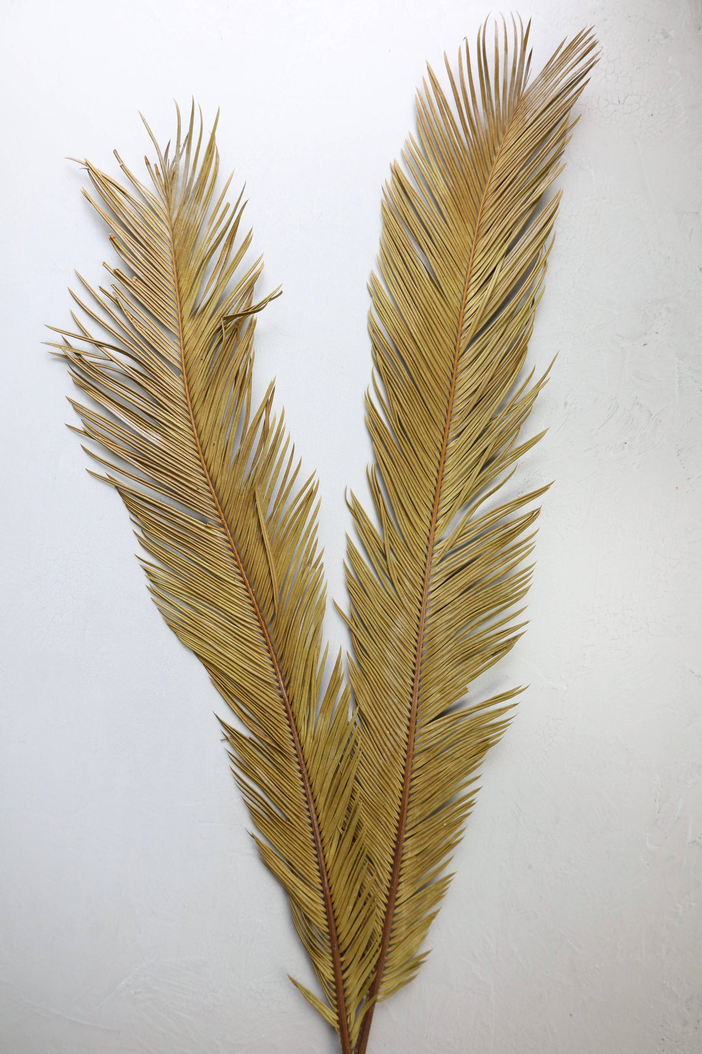 Dried Sago Palm leaves