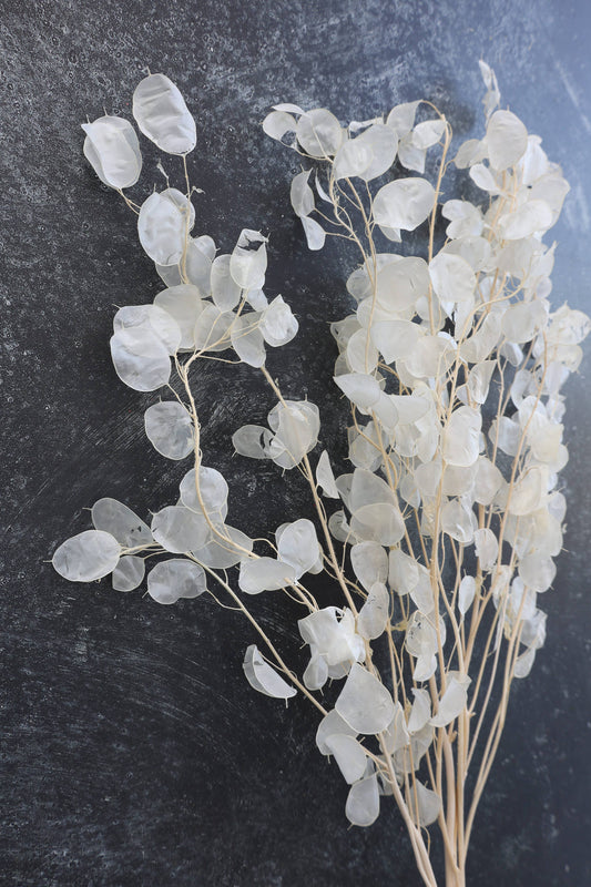 Dried Lunaria
