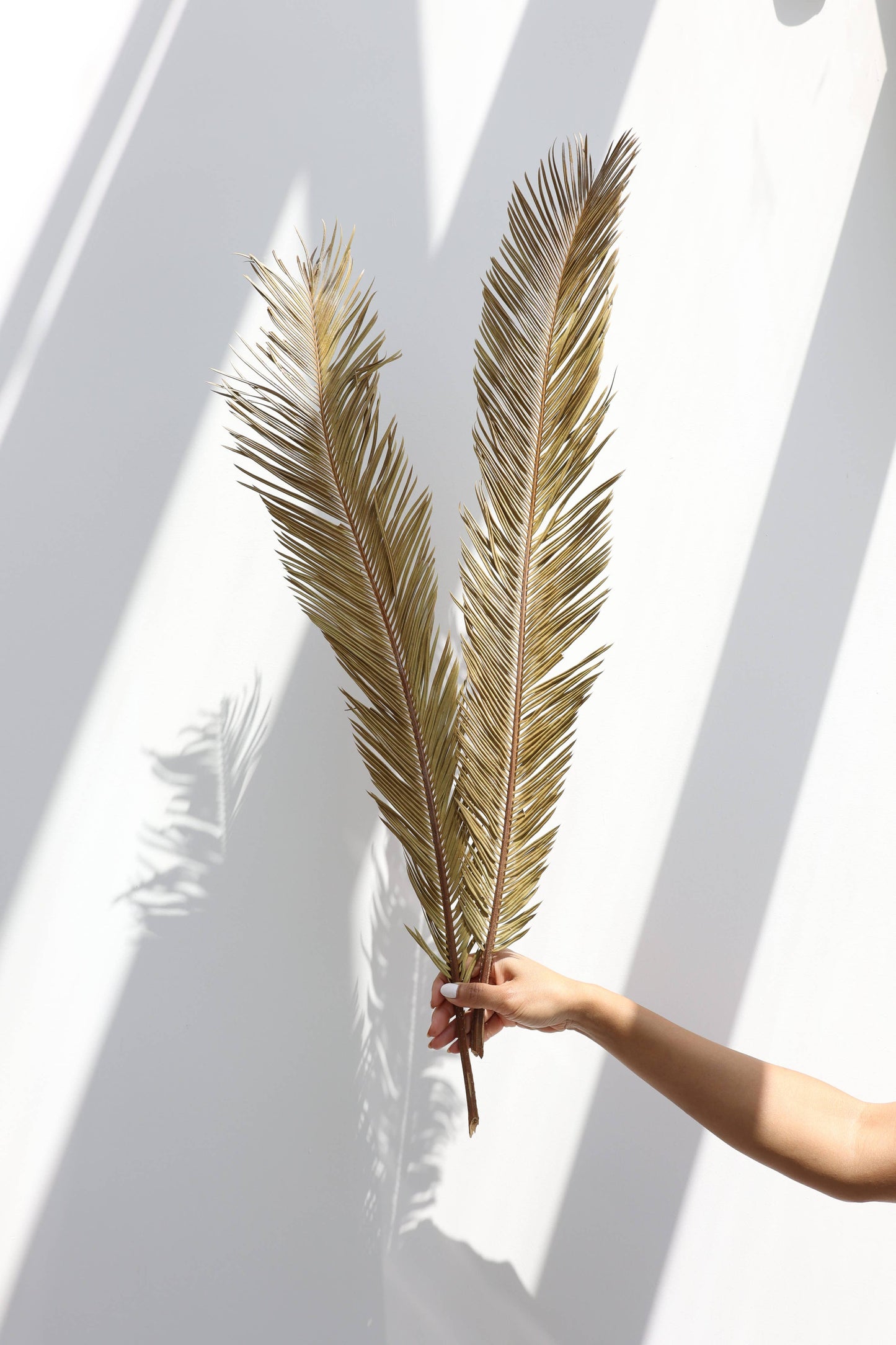 Dried Sago Palm leaves