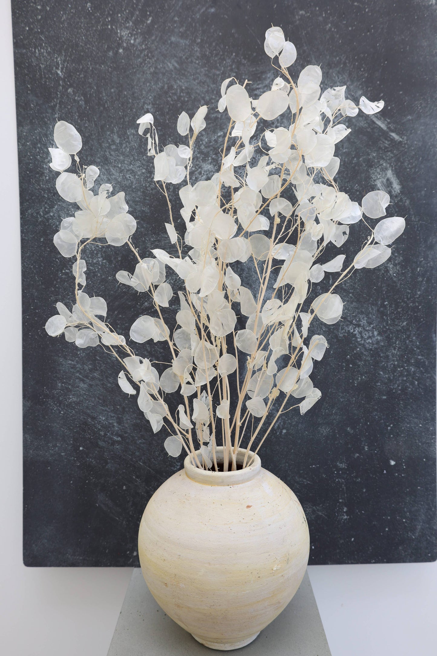 Dried Lunaria