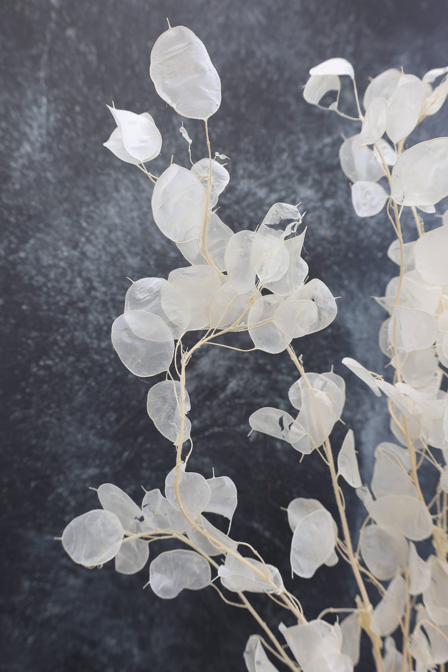 Dried Lunaria