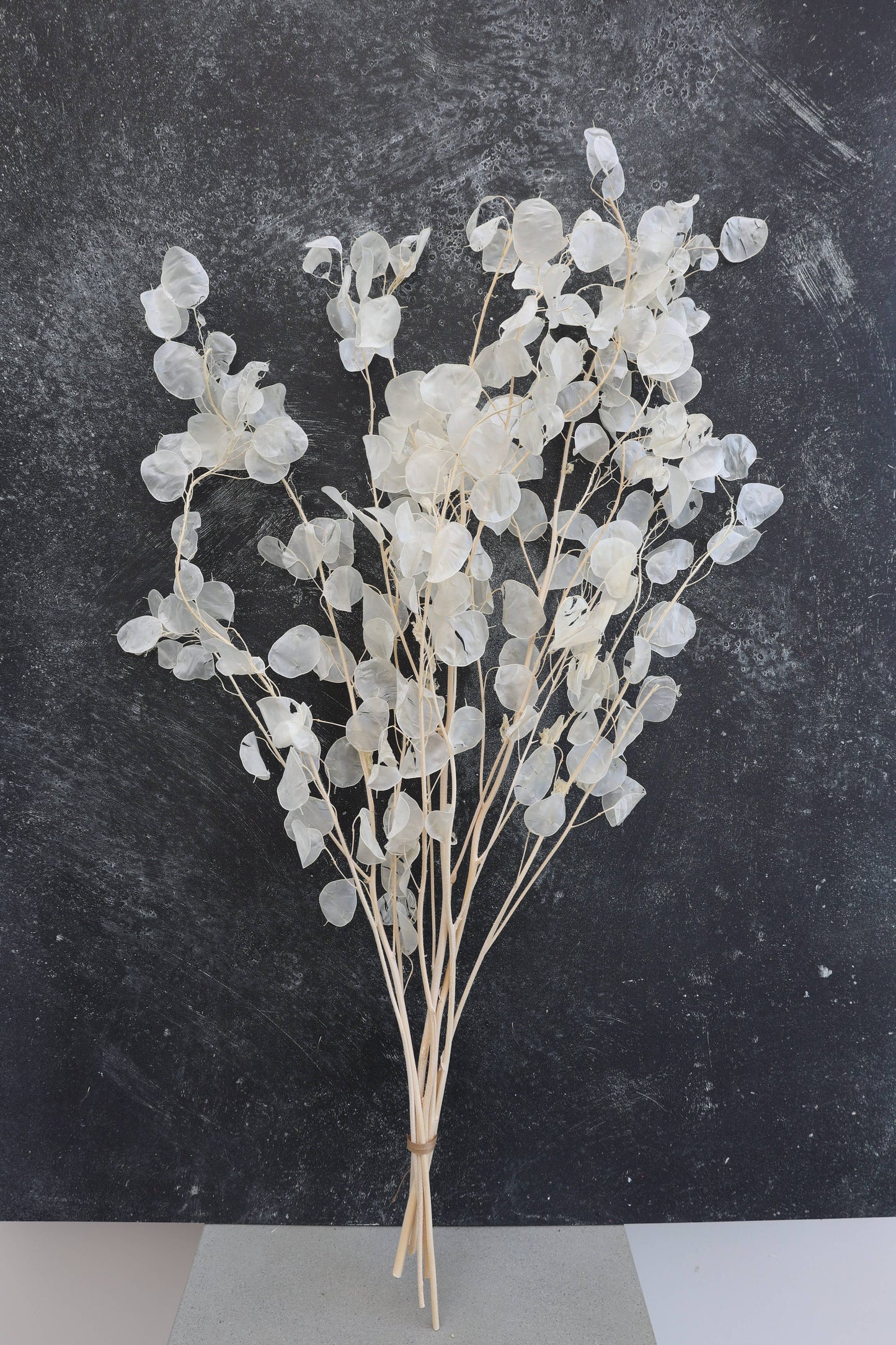 Dried Lunaria