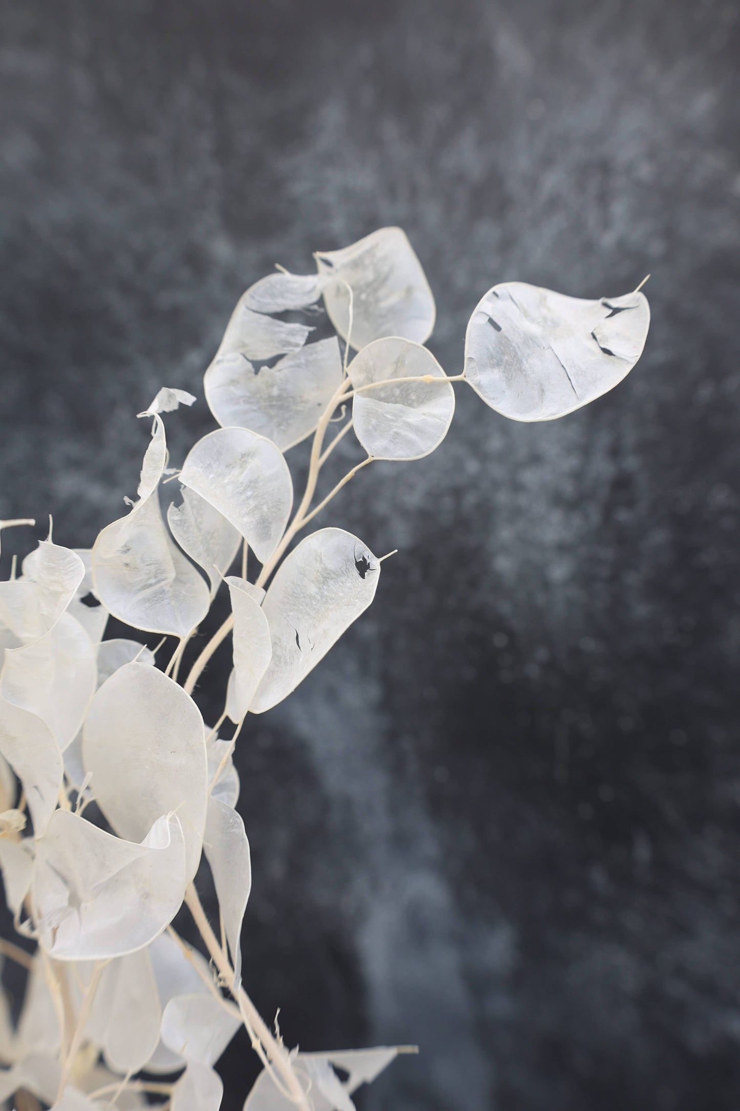 Dried Lunaria
