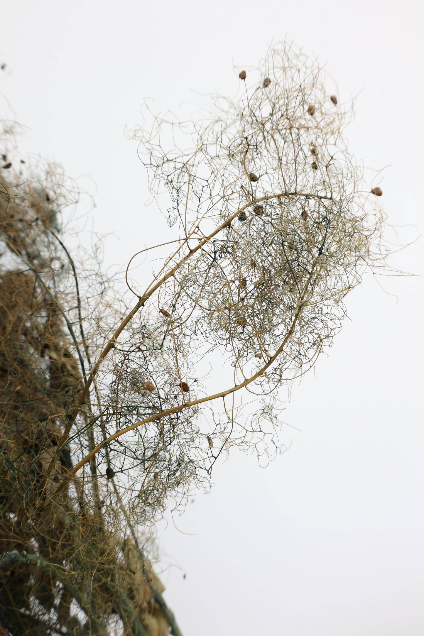 Preserved Smoke Bush 